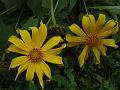 Giant Mexican Sunflower